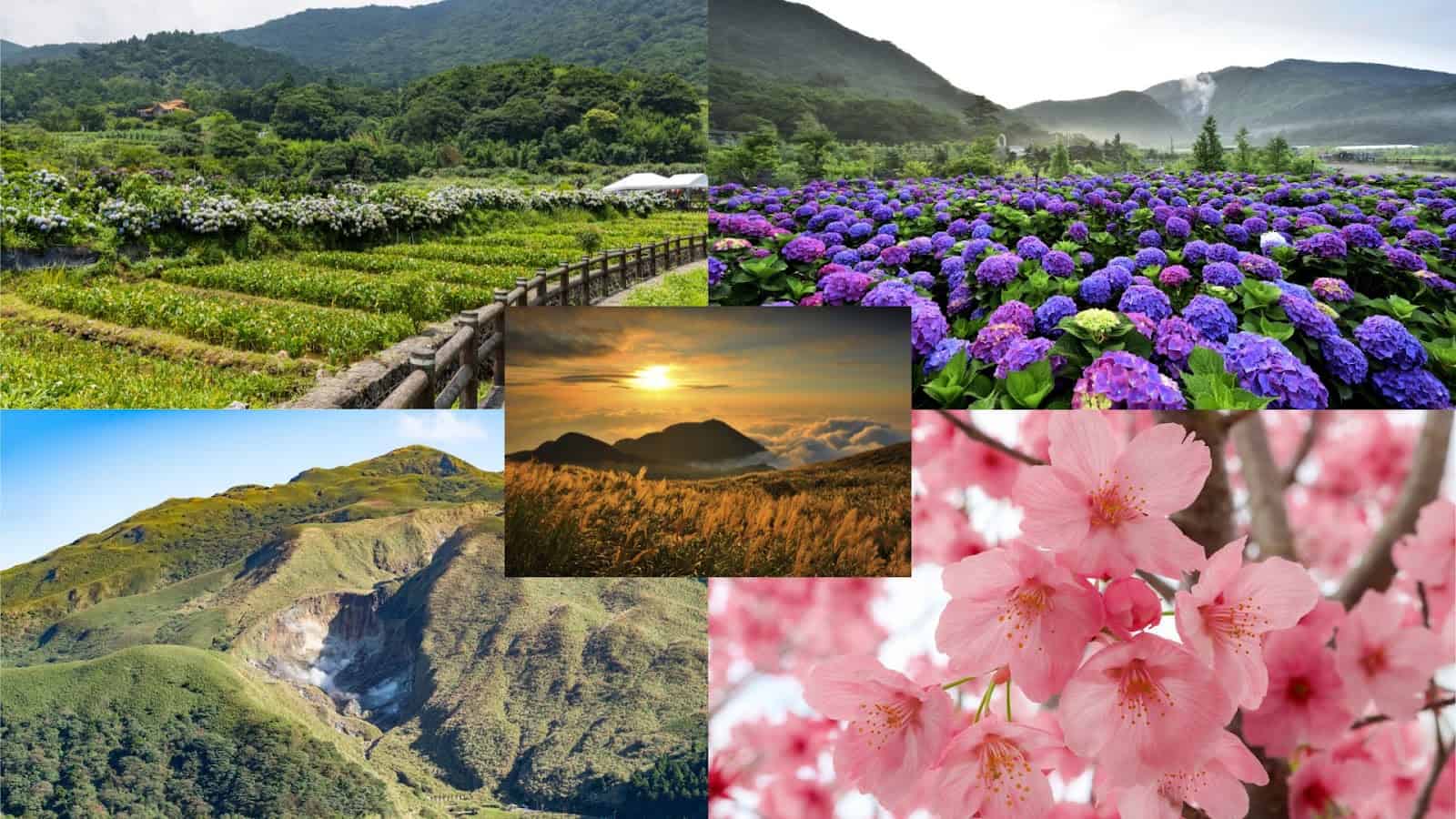 陽明山最新景點推薦－竹子湖海芋季與繡球花季、七星山芒草季、小油坑硫磺泉與火山地熱、平菁巷櫻花
