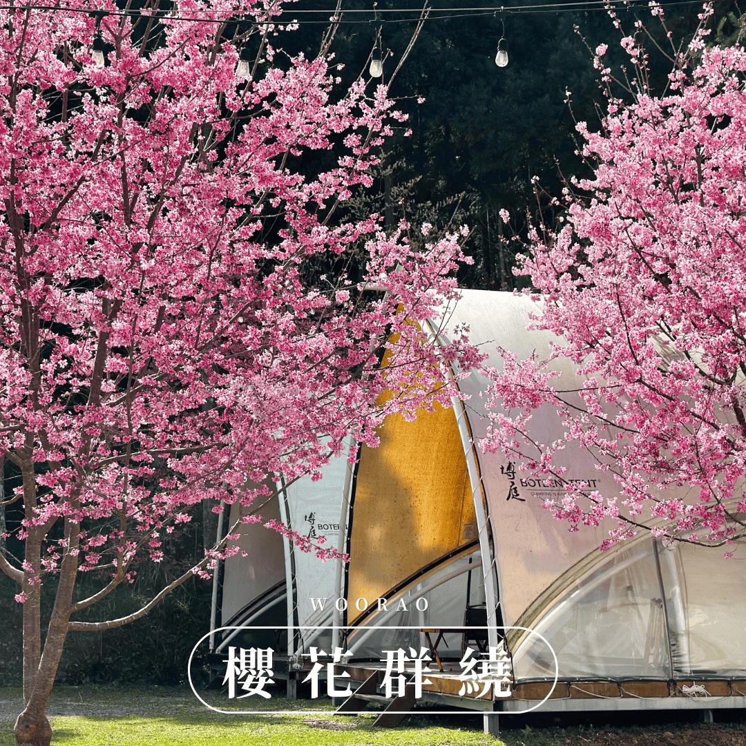 櫻花林間的帆船帳棚