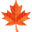 🍁