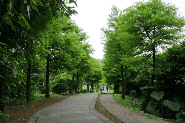 陽明山景點一日遊推薦－冷擎落羽松步道