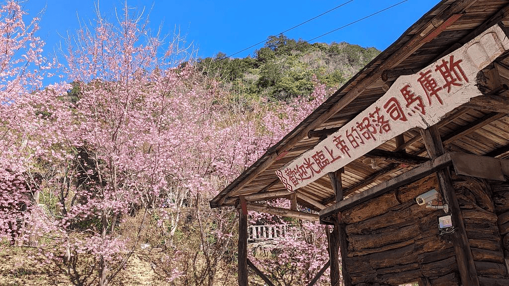 司馬庫斯與櫻花