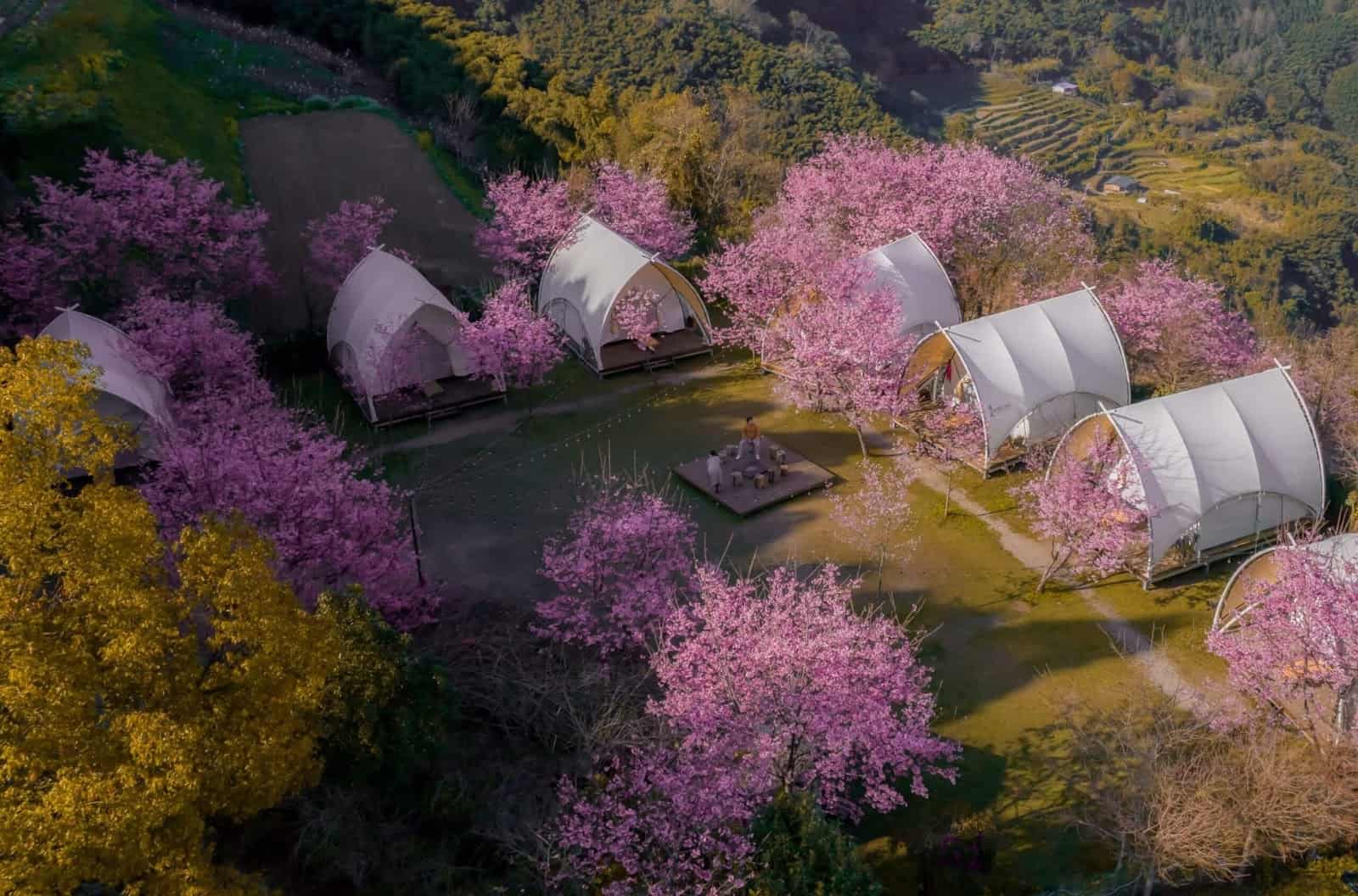 2025 Glamping 攻略指南:第一次玩 Glamping 就上手! 5 唯美櫻花林中的Glamping