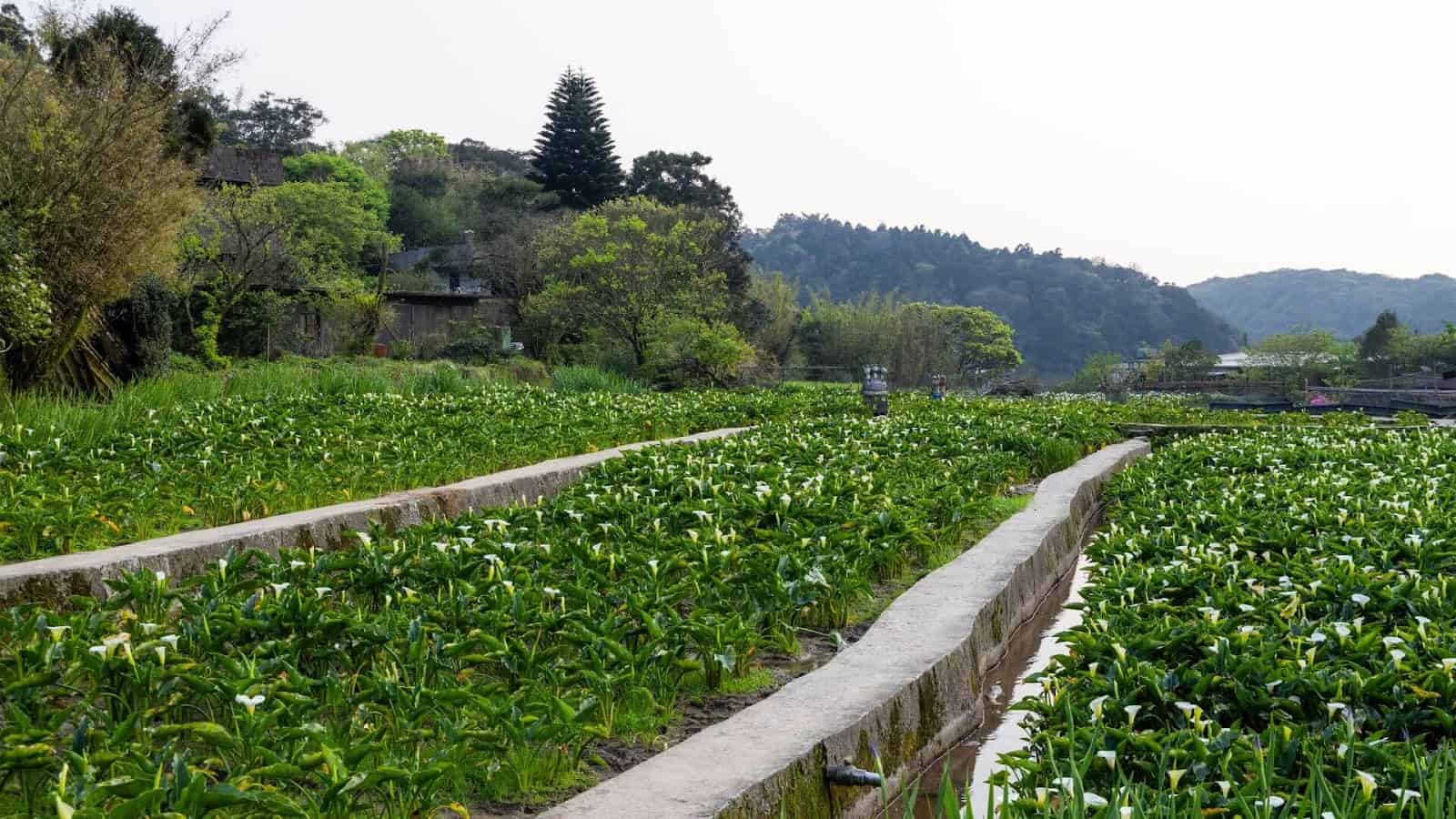 陽明山景點一日遊推薦－竹子湖海芋田