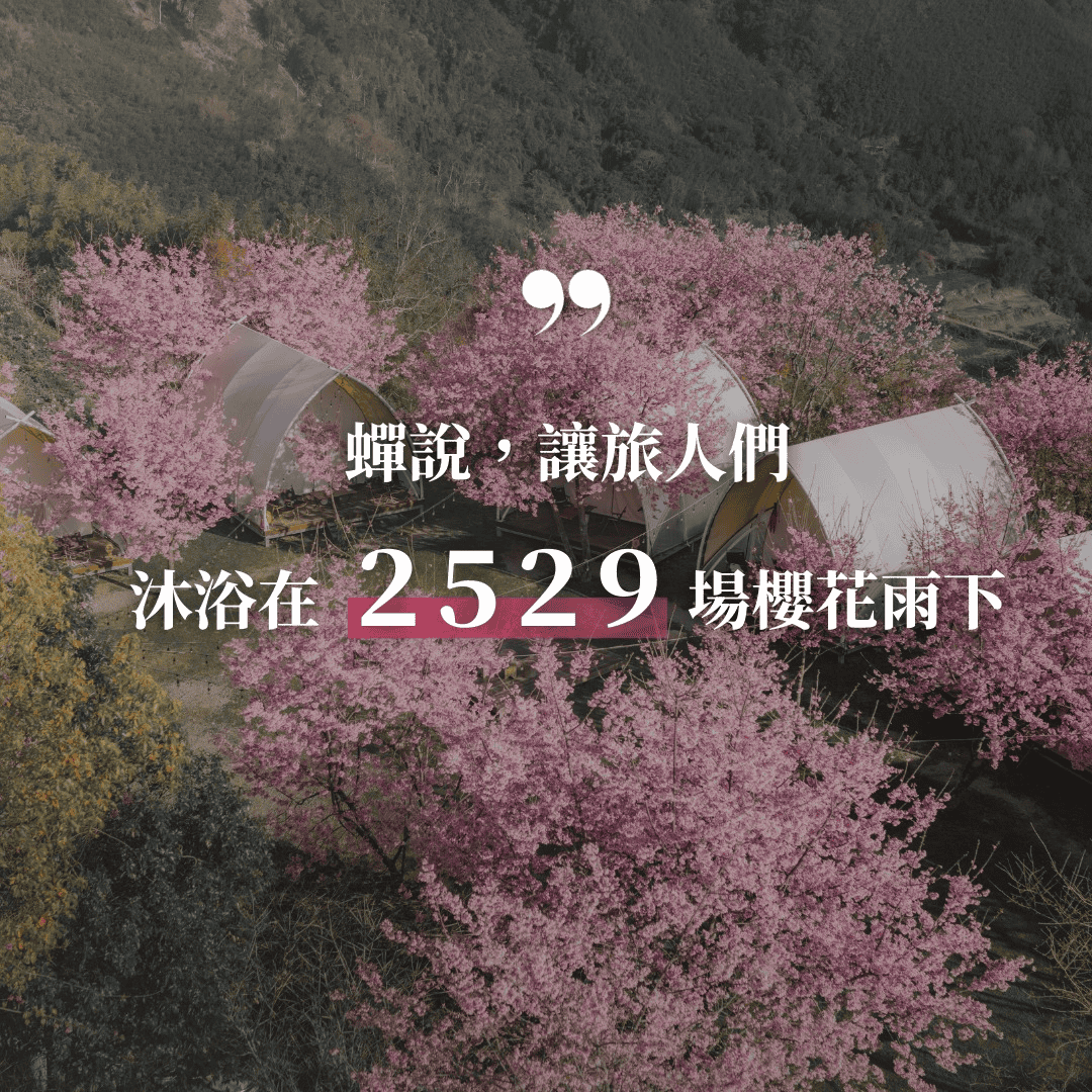 《蟬說：霧語》北部最高的豪華露營，服務過2529組客人在櫻花樹下露營