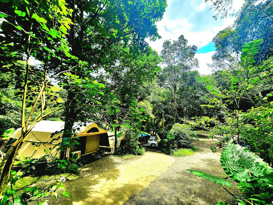 forest camping 8