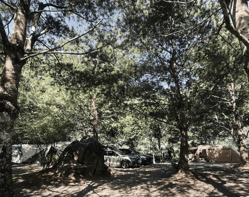 forest12