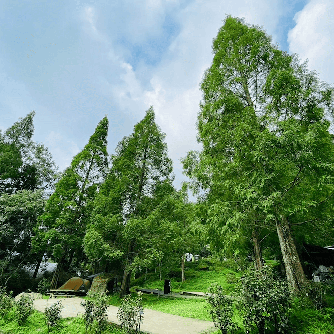 forest14