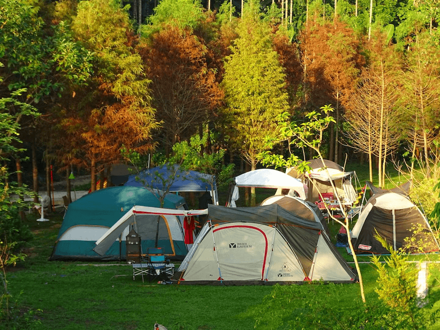 forest19