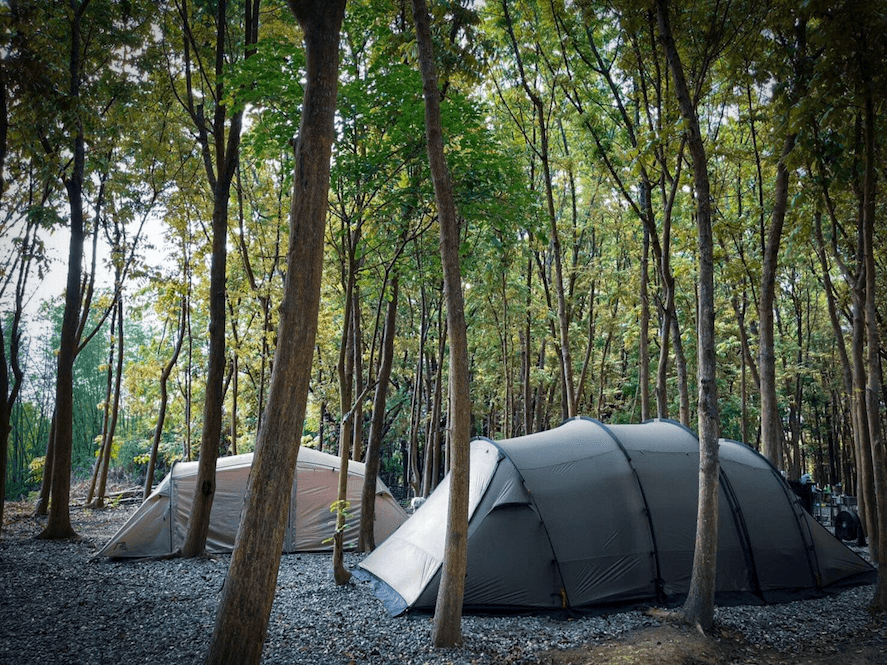 forest20