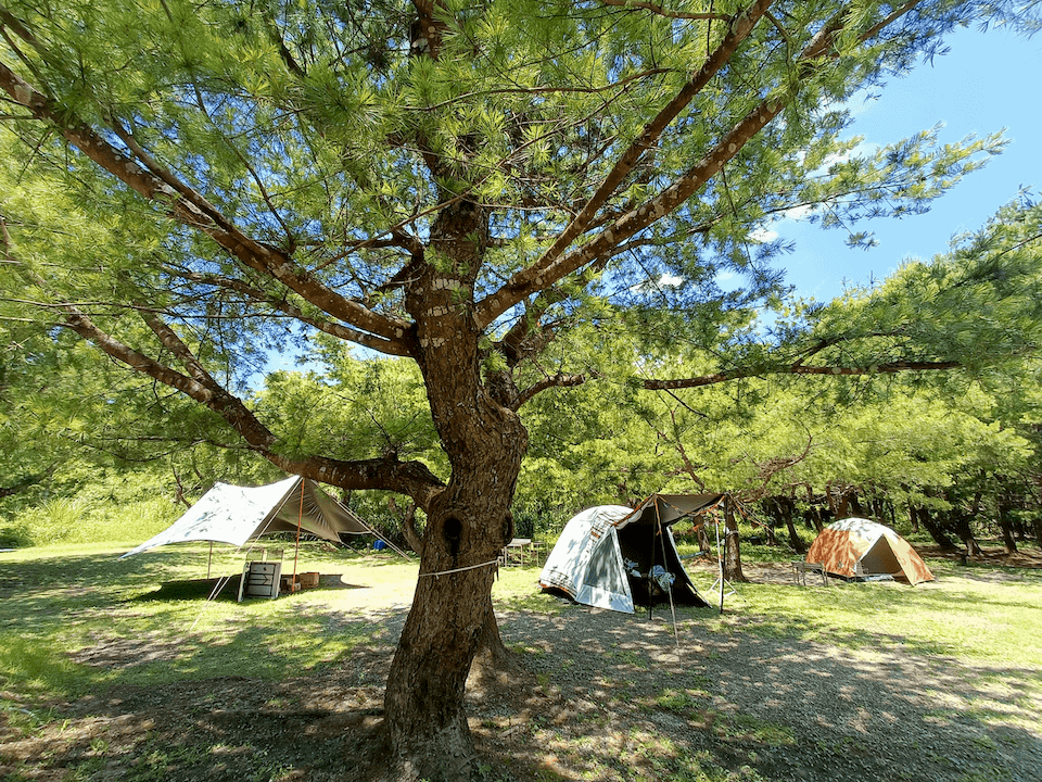 forest7