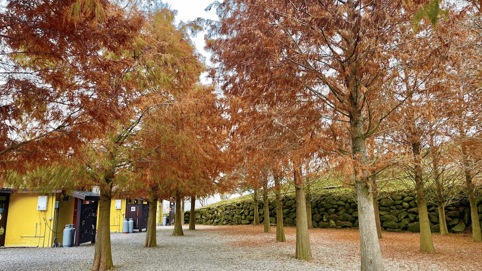 forest9
