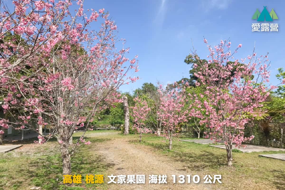 2025 櫻花露營區推薦:全台精選 Top 10 櫻花露營區 12 櫻花露營區推薦:文家果園