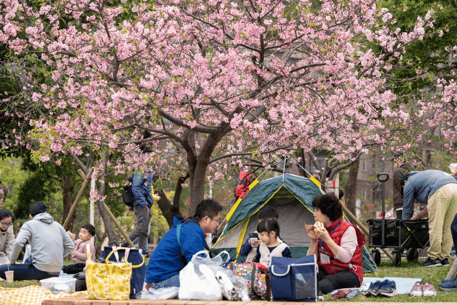 2025 櫻花季|全台精選 19 賞櫻景點大集合! 8 新竹公園,在櫻花樹下野餐