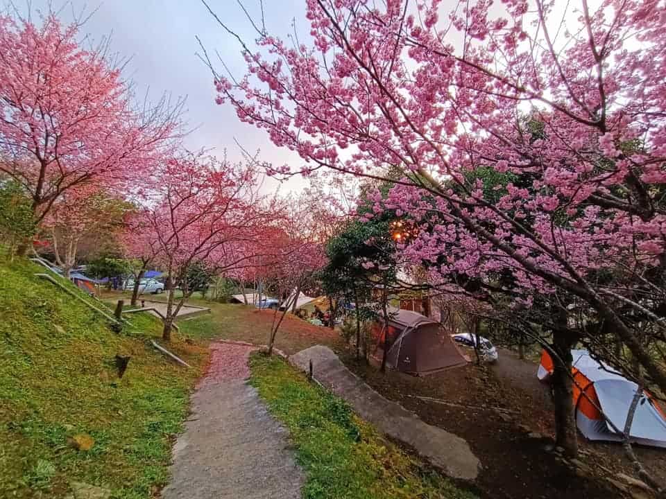 2025 櫻花露營區推薦:全台精選 Top 10 櫻花露營區 10 櫻花露營區推薦:櫻花與露營帳棚