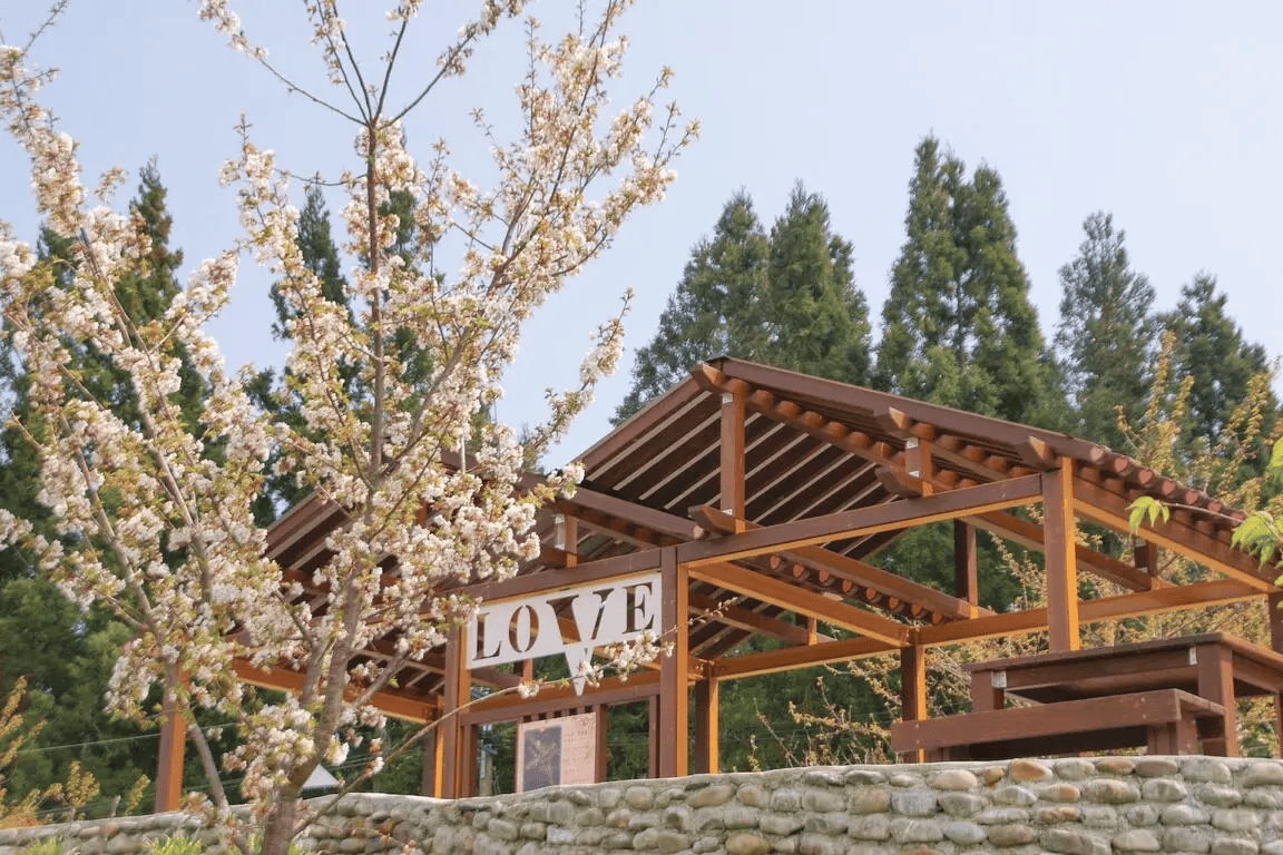 2025 櫻花季|全台精選 19 賞櫻景點大集合! 13 福壽山千櫻園