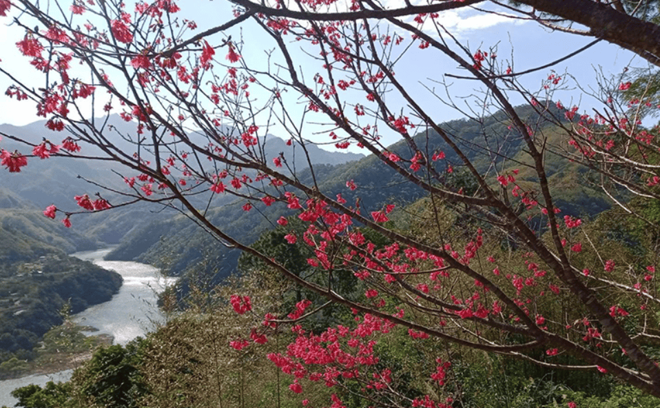 2025 櫻花季|全台精選 19 賞櫻景點大集合! 3 桃園角板山的山櫻花