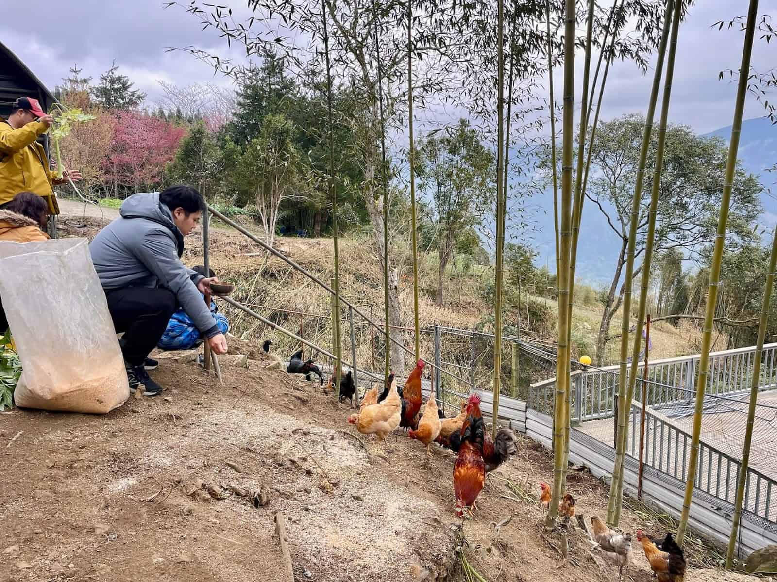 餵雞吃玉米