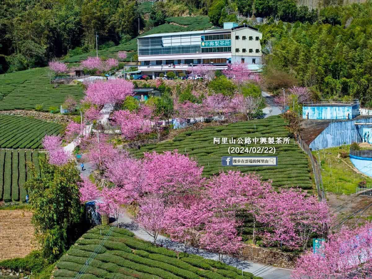 2025 櫻花露營區推薦:全台精選 Top 10 櫻花露營區 17 櫻花露營區推薦:阿里山公路上的櫻花步道