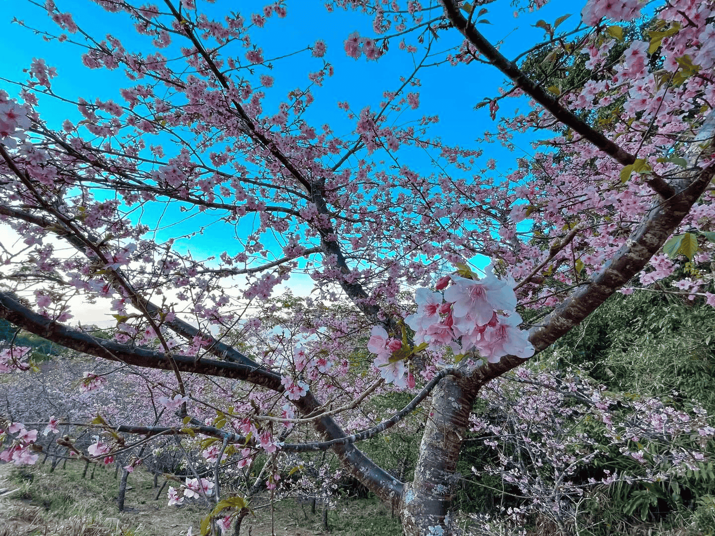 2025 櫻花季|全台精選 19 賞櫻景點大集合! 18 寶山里櫻花公園