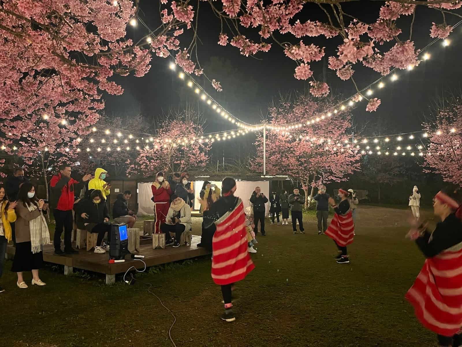 【蟬說霧繞】台灣最美豪華櫻花露營區開箱推薦 22 泰雅族櫻花季-白蘭舞蹈班表演