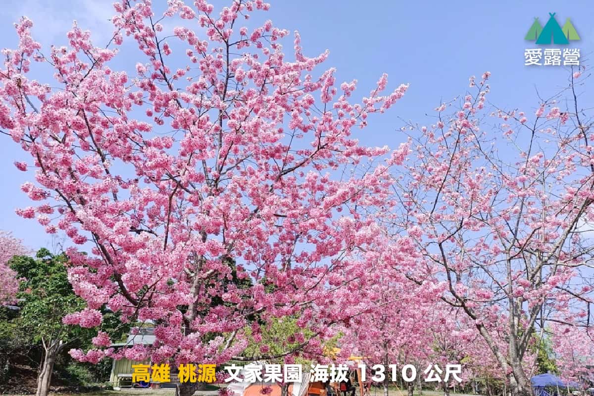 2025 櫻花露營區推薦:全台精選 Top 10 櫻花露營區 11 櫻花露營區推薦:文家果園