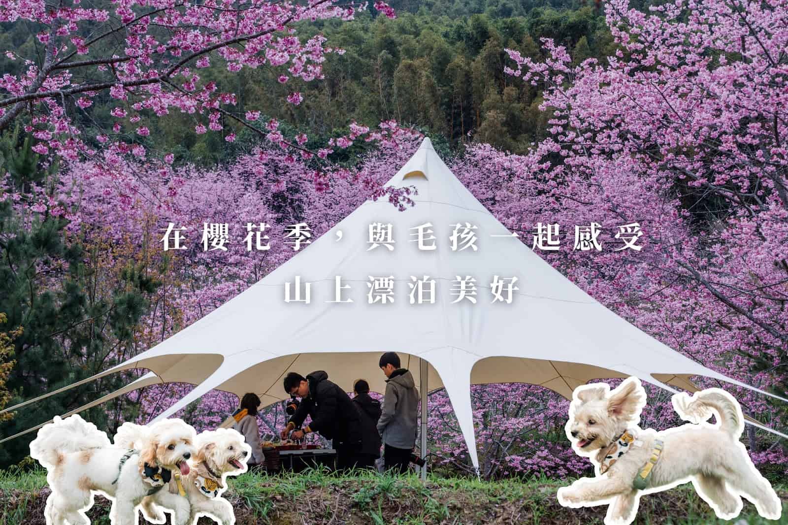 2025 櫻花露營區推薦:全台精選 Top 10 櫻花露營區 3 寵物友善的櫻花露營區推薦