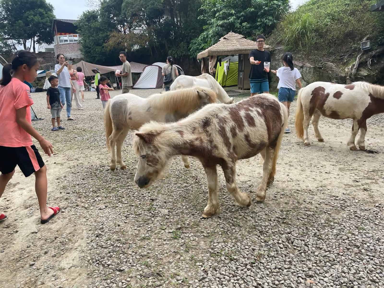 苗栗親子露營區推薦：赫利豐岳露營區動物遊行