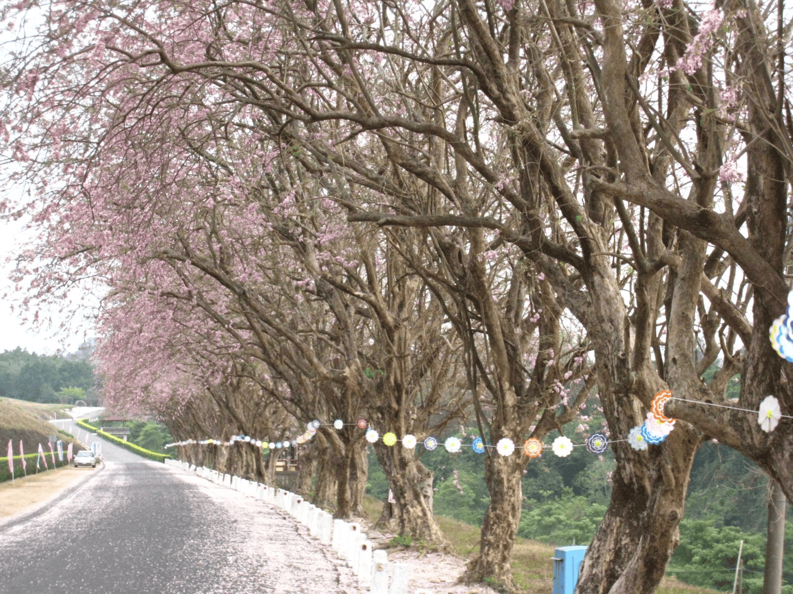 2025 櫻花季|全台精選 19 賞櫻景點大集合! 17 烏山頭水庫風景區的南洋櫻花