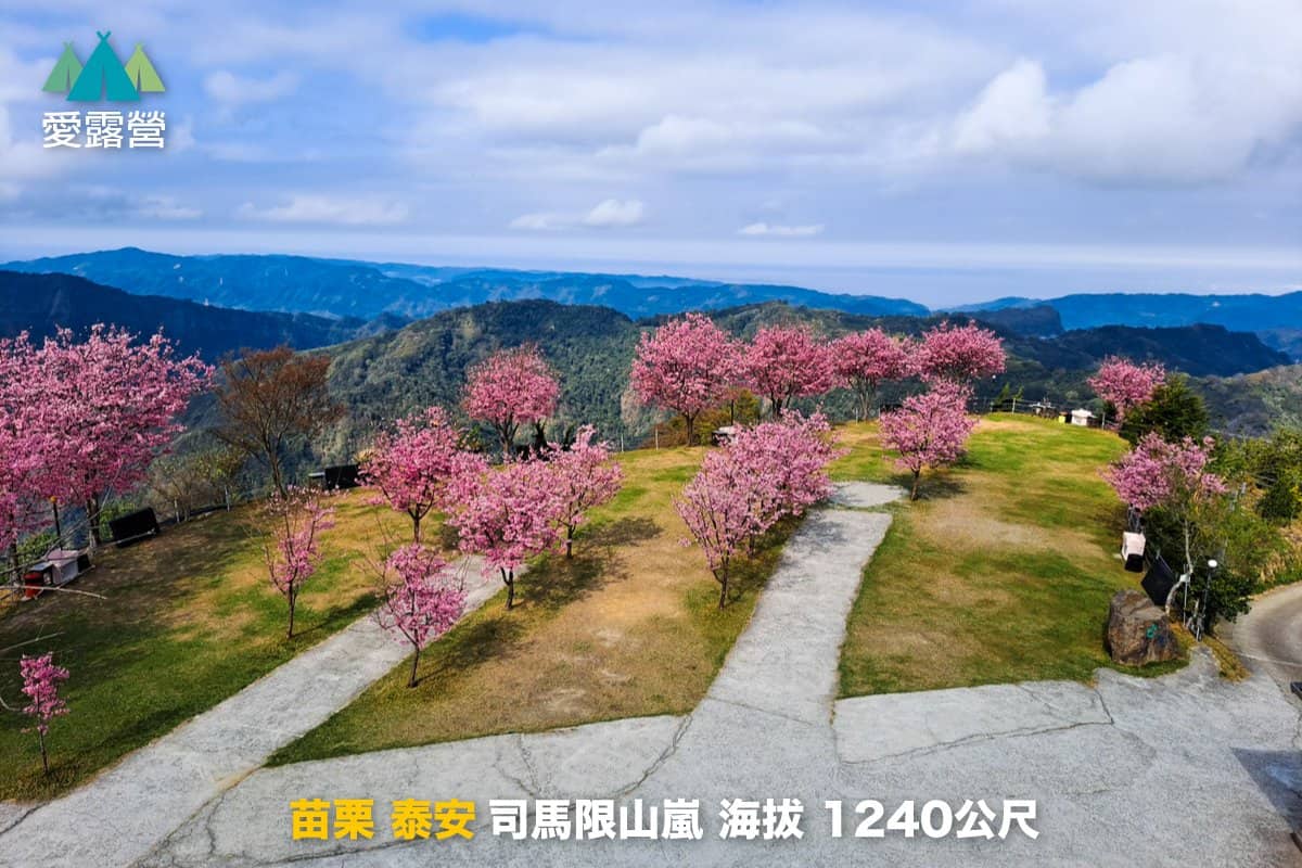 2025 櫻花露營區推薦:全台精選 Top 10 櫻花露營區 6 櫻花露營區推薦:草皮營地上的櫻花樹