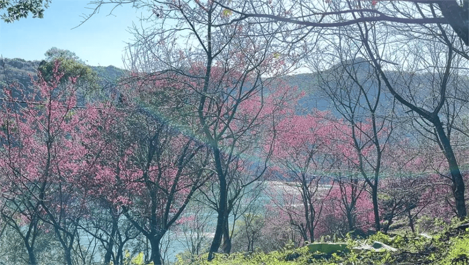 2025 櫻花季|全台精選 19 賞櫻景點大集合! 21 花蓮玉山神學院