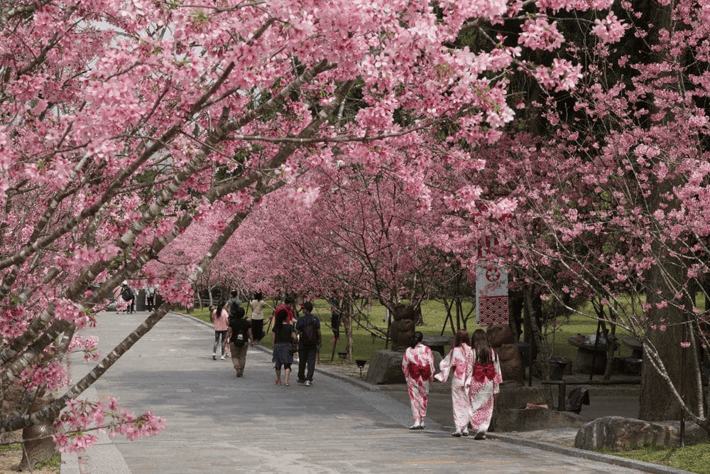 2025 櫻花季|全台精選 19 賞櫻景點大集合! 10 九族文化村穿和服的女生走在櫻花林中