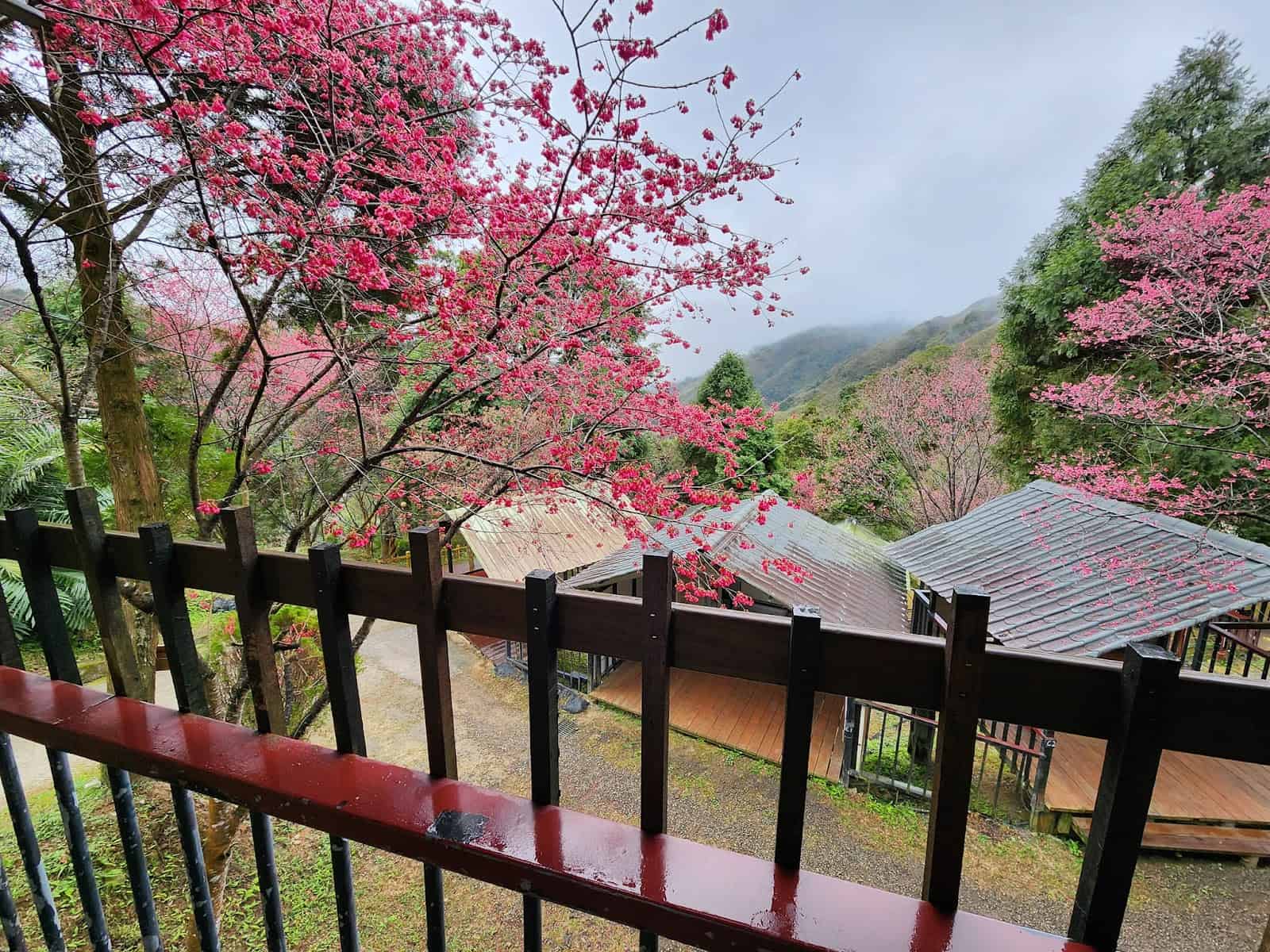 2025 櫻花露營區推薦:全台精選 Top 10 櫻花露營區 8 櫻花露營區推薦:雨棚與紅色櫻花