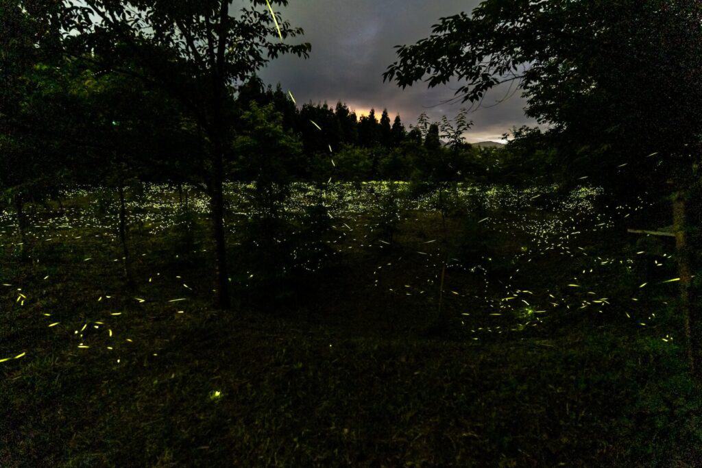 新竹五峰的泰雅賞螢秘境，整片山谷都是螢火蟲