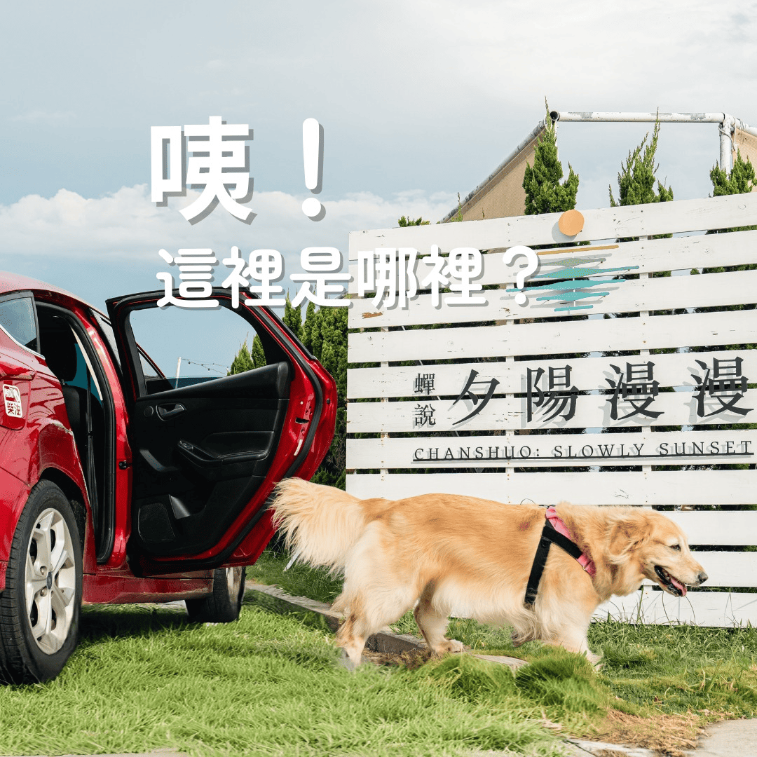 黃金獵犬在蟬說夕陽漫漫門口