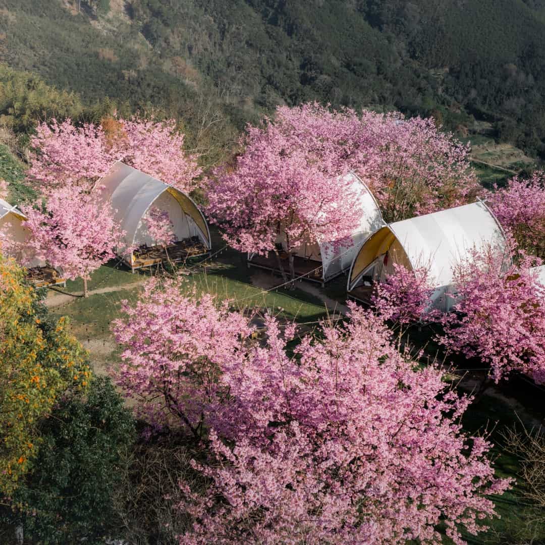 小木屋露營推薦|免搭帳也能享受山林自然,親子&銀髮友善,全家一起露營趣! 4 蟬說霧繞露營區的櫻花盛開