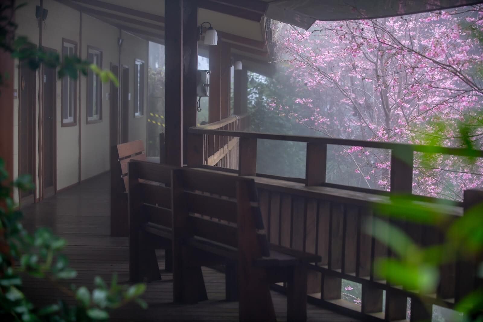 小木屋露營推薦|免搭帳也能享受山林自然,親子&銀髮友善,全家一起露營趣! 1 小木屋外的櫻花盛開