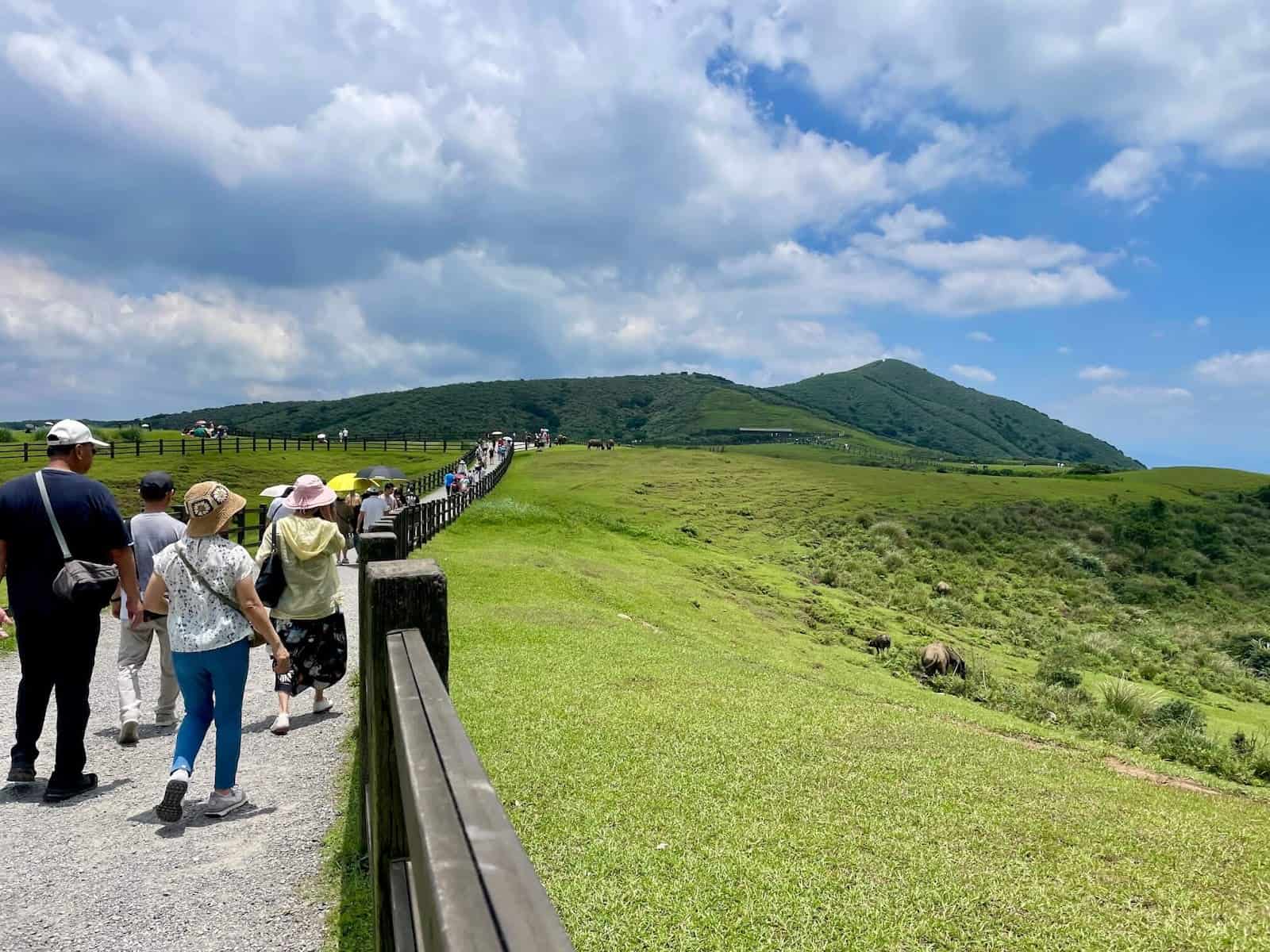 2025【陽明山一日遊】最新玩法:看火山噴氣、追牛牛、泡溫泉、吃野餐冰茶,自然又療癒滿滿的行程! 3 陽明山一日遊-擎天崗大草原